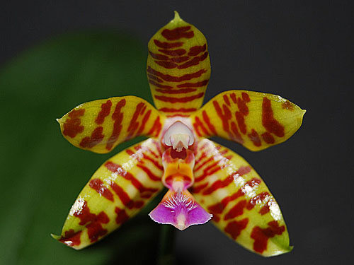 Vergleich Phalaenopsis reichenbachiana Phalaenopsis fasciata