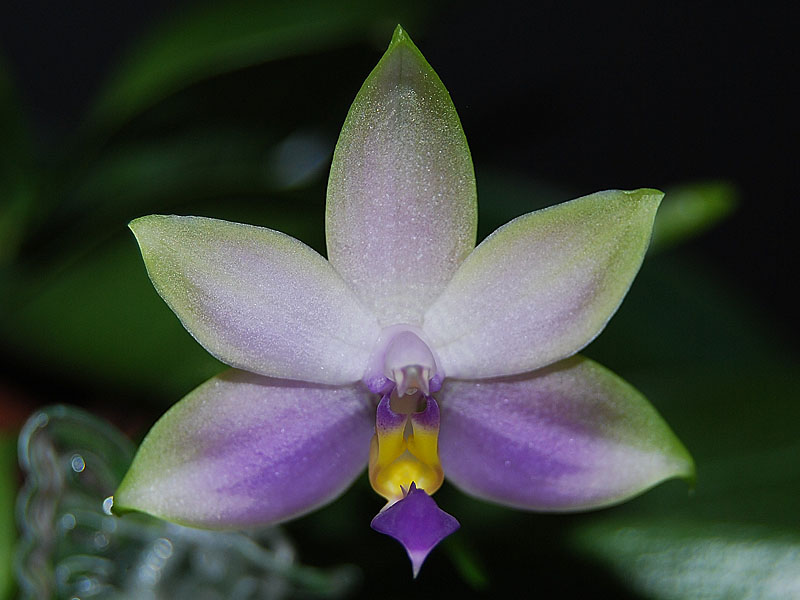 Ergebnisse stetiger Kultur von Phalaenopsis Naturformen Orchideenforum