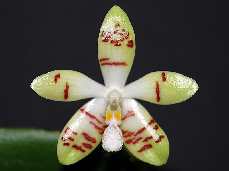 Phalfreunde Only 46 Seite 5 Orchideenforum